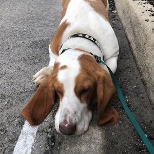 Meet your Posher, Joshua